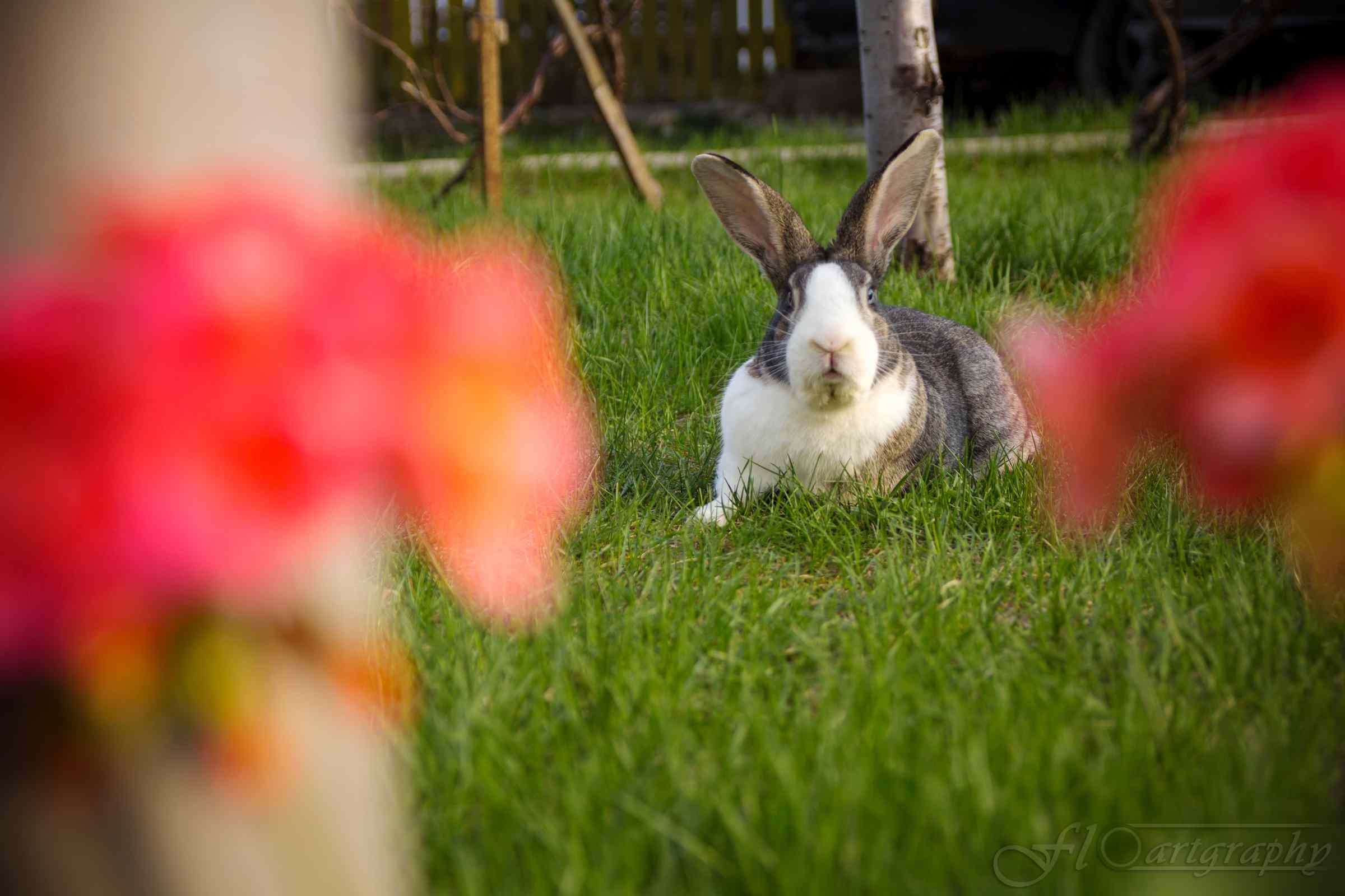 Foto Bunny by Floartgraphy